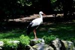 2013 07 06 beauval 235